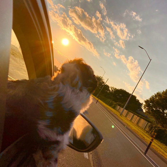 Meet your Posher, Aly - Picture 1 of 1